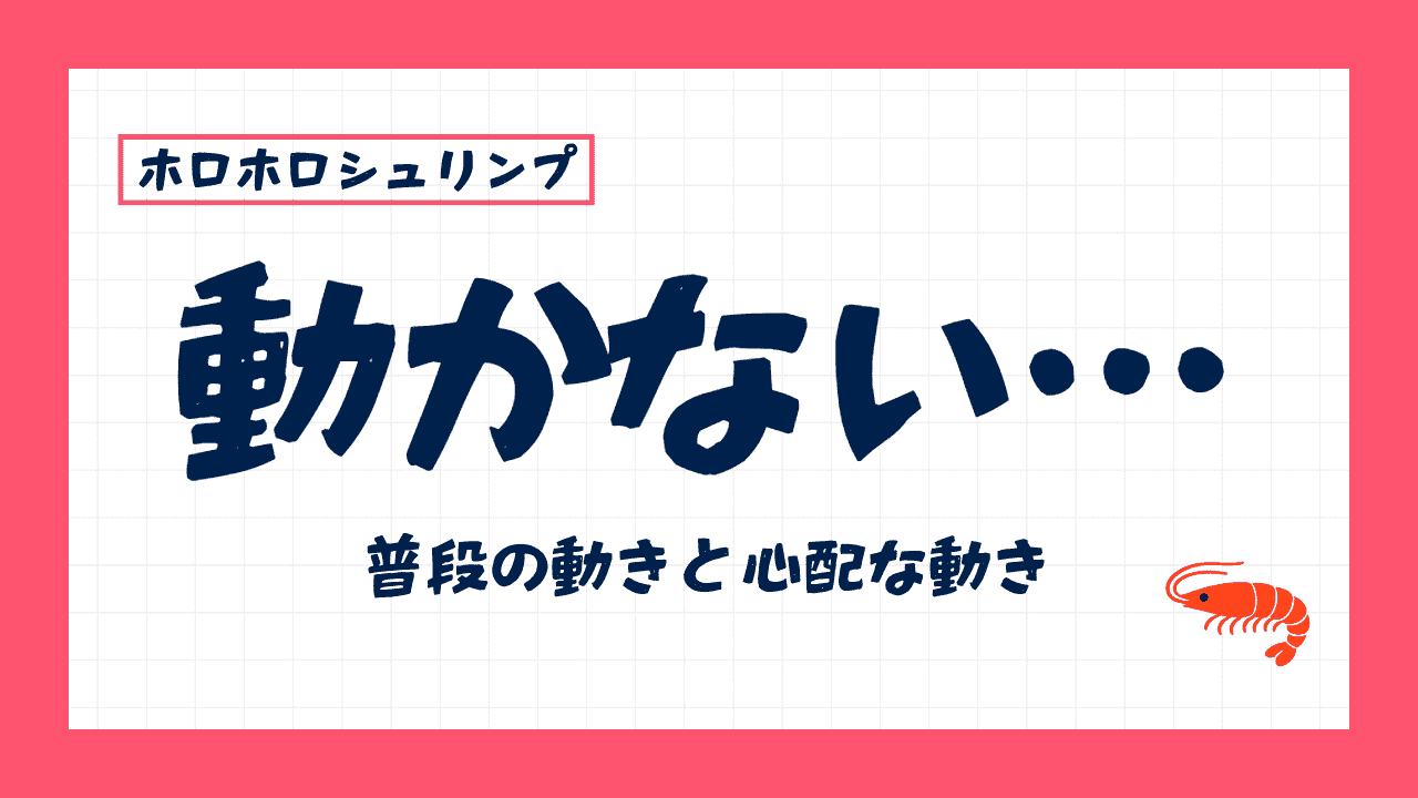 ホロホロシュリンプが動かないしじっとしてるのは大丈夫？普段の動きと危険かもしれない動き
