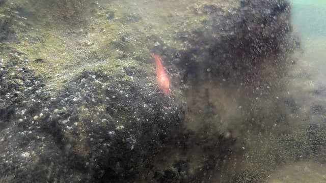 ホロホロシュリンプが溶岩石をツマツマ