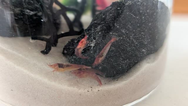 ホロホロシュリンプビン飼育
