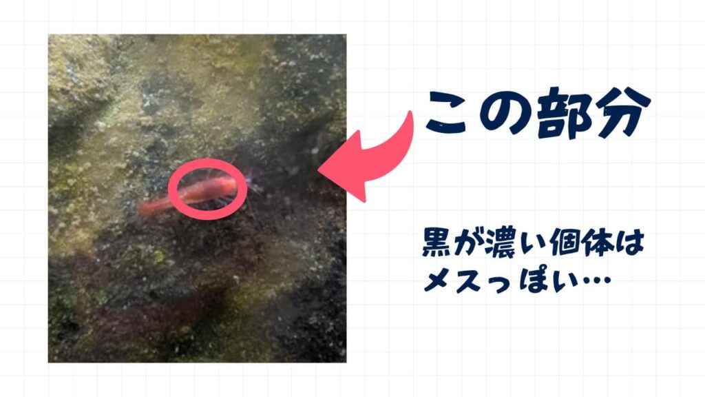 ホロホロシュリンプのオスメスの見分け方1