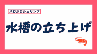 ホロホロシュリンプの水槽の立ち上げは難しい?