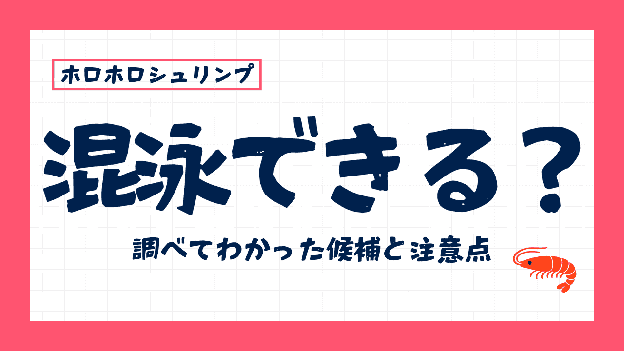 ホロホロシュリンプと混泳できる生き物は？調べてわかった候補と注意点
