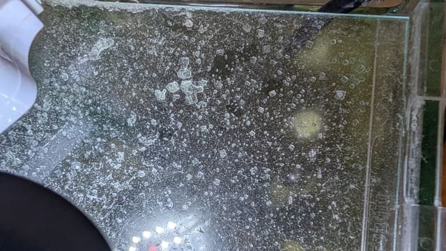 フタは汽水だからなのか結晶ができている