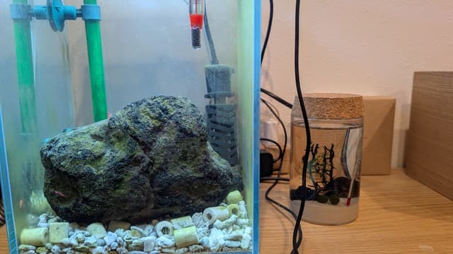 ホロホロシュリンプ飼育10Lの水槽と400mlのビン