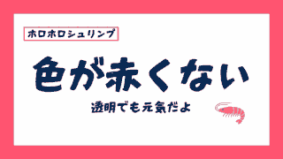 ホロホロシュリンプが赤くないし白い！色の違いと透明でも元気な話