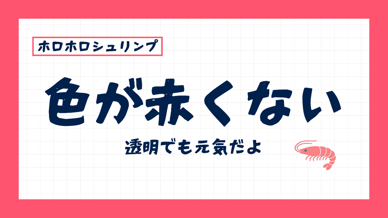 ホロホロシュリンプが赤くないし白い！色の違いと透明でも元気な話