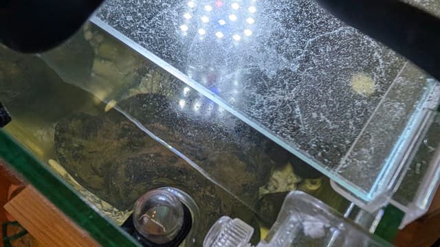 ホロホロシュリンプ水槽のフタ