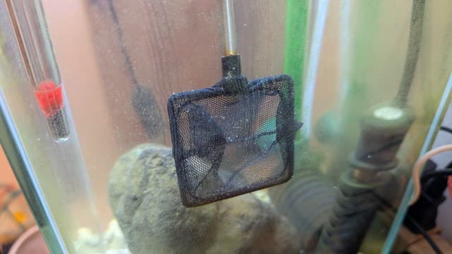 水槽のコケを網で取るズボラ