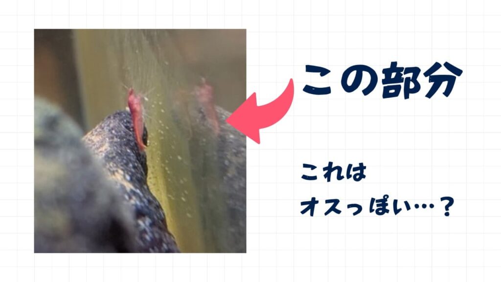 ホロホロシュリンプのオスメスの見分け方2
