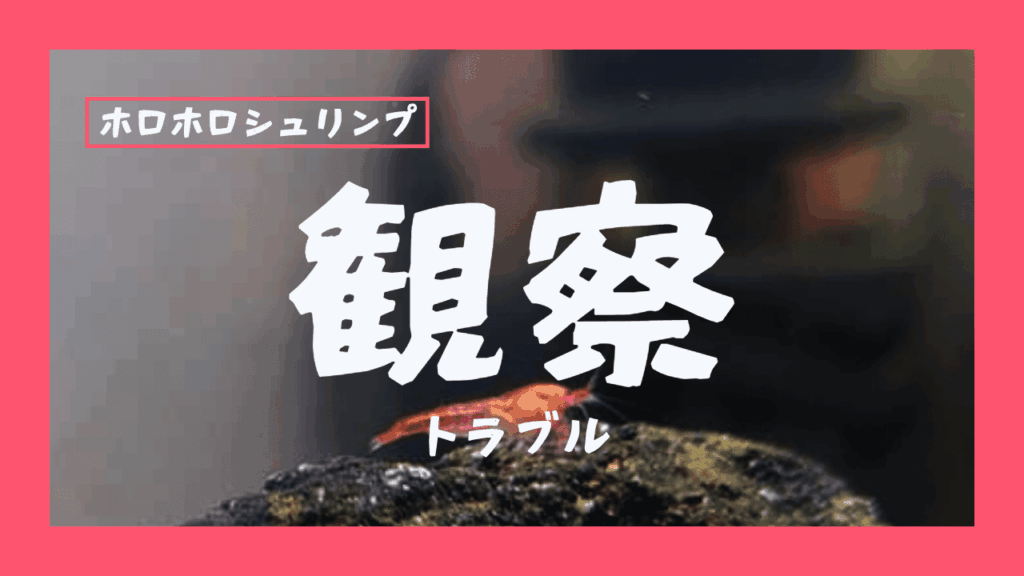 ホロホロシュリンプ観察カテゴリー