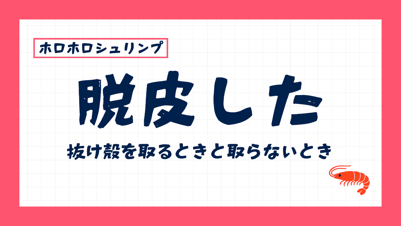 ホロホロシュリンプが脱皮した！抜け殻は取らなくてOK