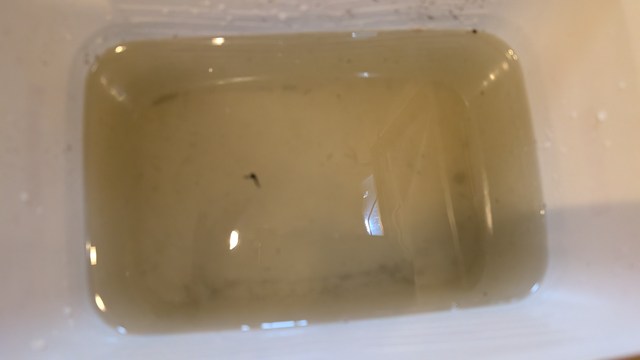 抜いた水