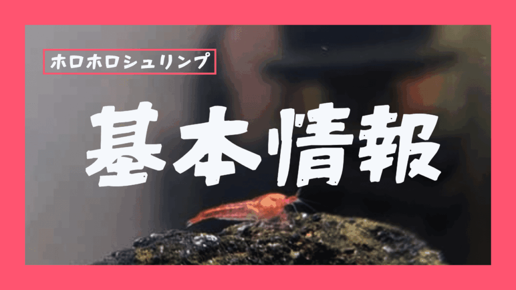 ホロホロシュリンプ基本情報