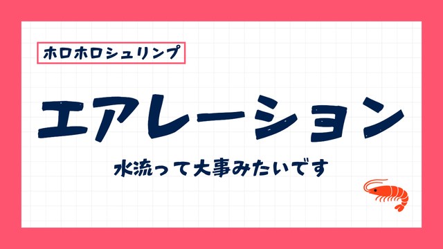 ホロホロシュリンプにエアレーションは必要？酸欠より水流が大事だった話