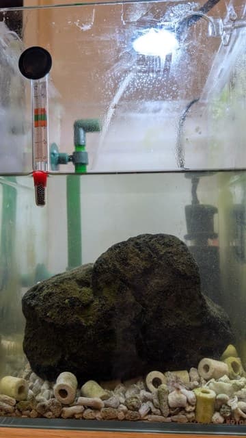 水槽掃除で水を抜いたところ