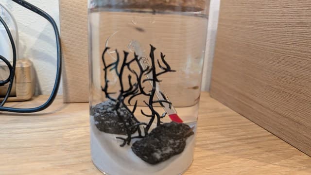 ホロホロシュリンプビン飼育セットをセットアップしたところ
