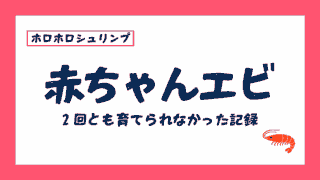 ホロホロシュリンプの赤ちゃんエビを2回とも育てられなかった記録