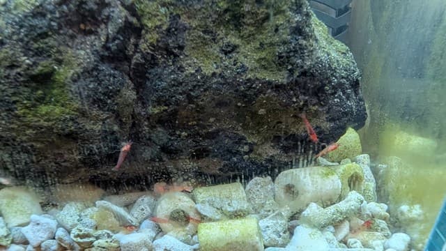 ホロホロシュリンプ水槽